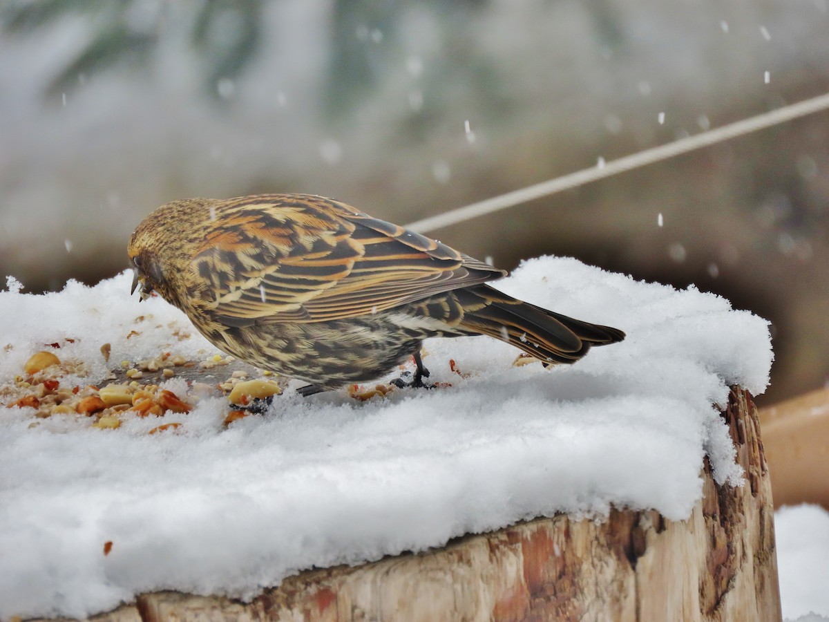 Red-winged Blackbird - ML646356199