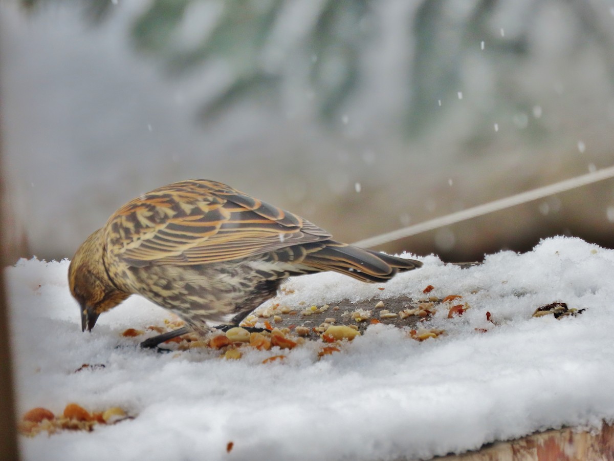 Red-winged Blackbird - ML646356200