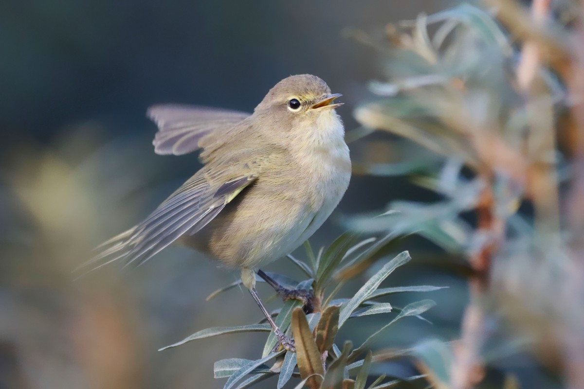 Common Chiffchaff (Common) - ML646356201