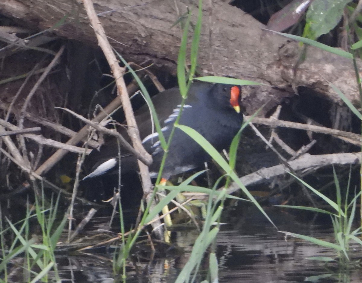 Eurasian Moorhen - ML646356209