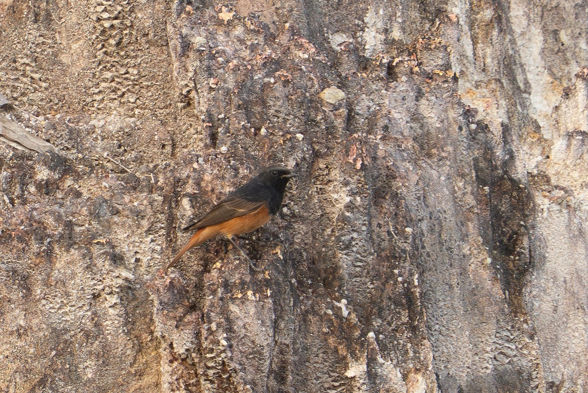 rehek domácí - ML646356210