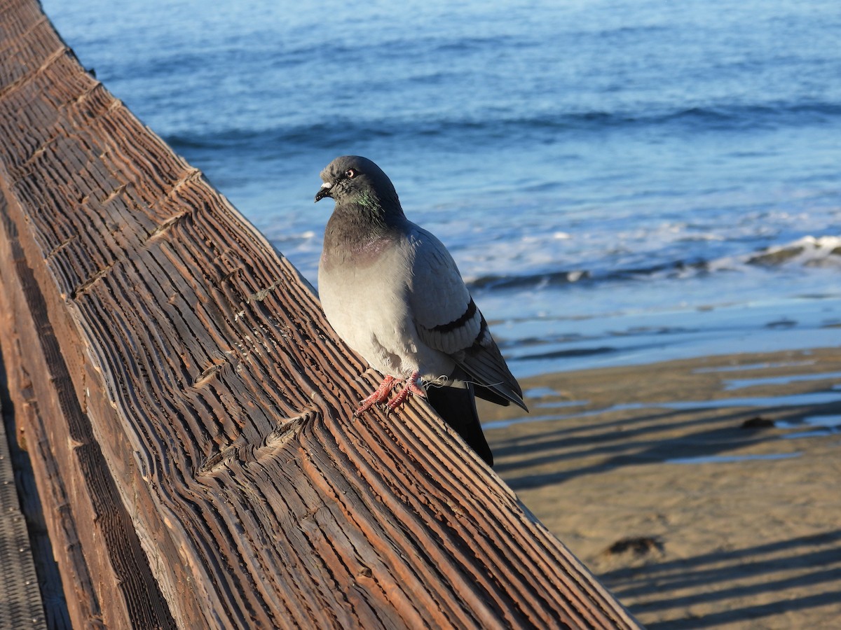 יונת בית - ML646356211