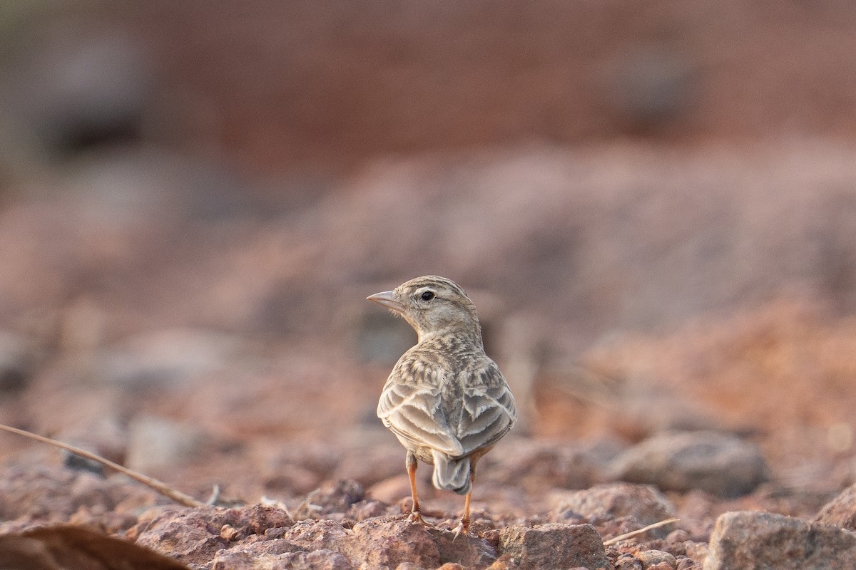 skřivánek tibetský - ML646356212