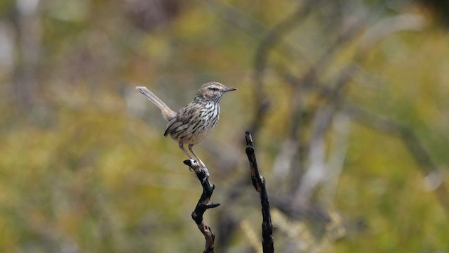 Western Fieldwren - ML646356214