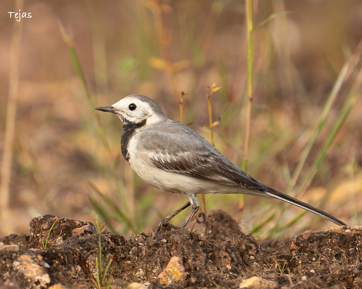 konipas bílý - ML646356215