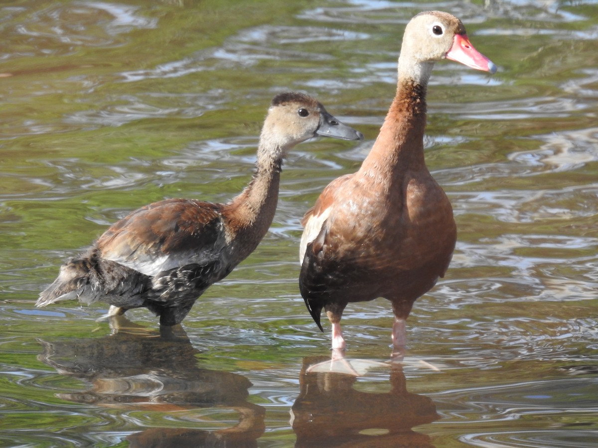 Black-bellied Whistling-Duck - ML646356217