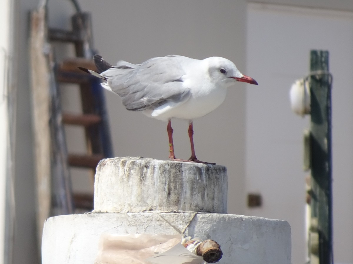 Gray-hooded Gull - ML646356219