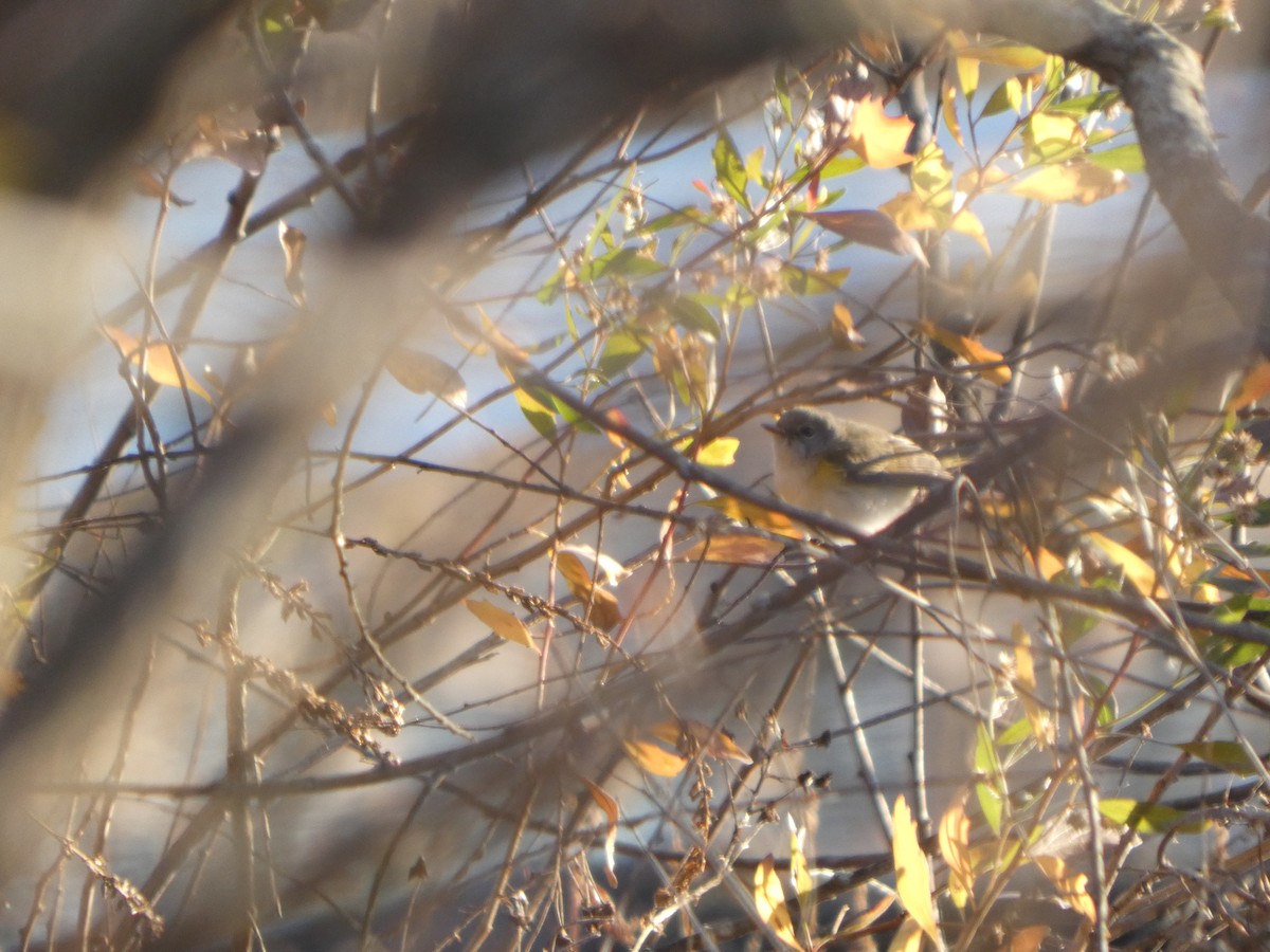 American Redstart - ML646356223