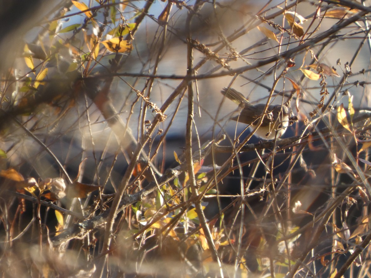 American Redstart - ML646356224