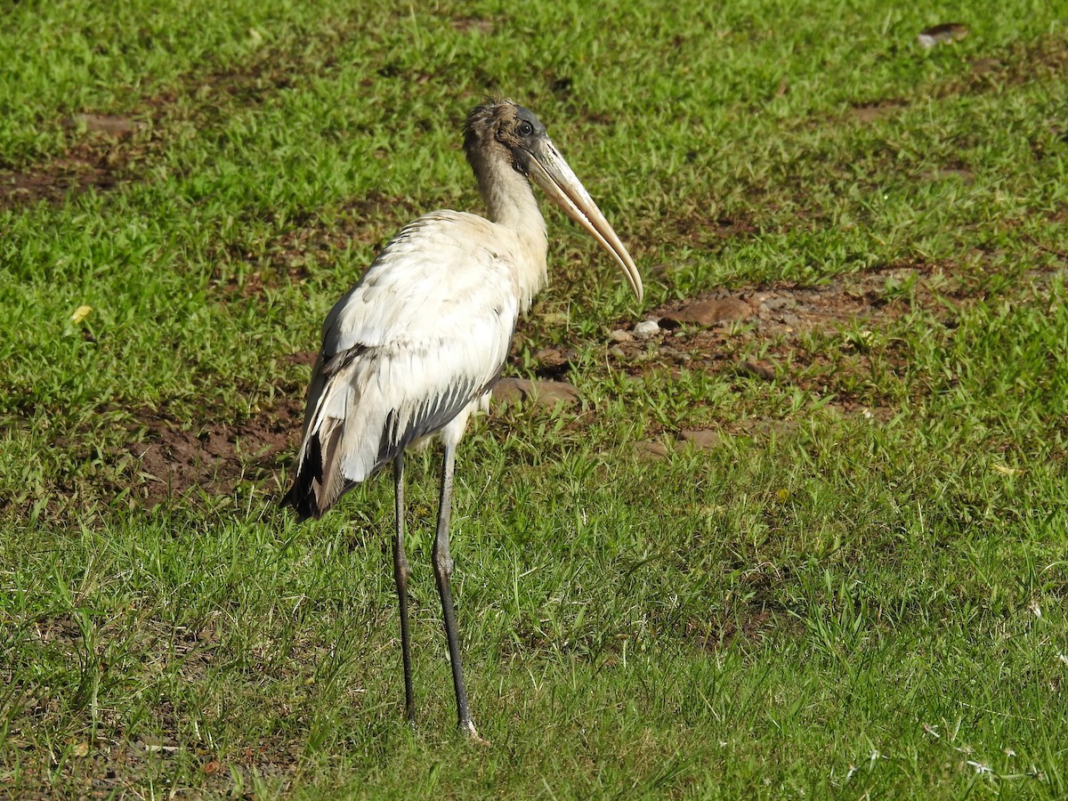 Wood Stork - ML646356225