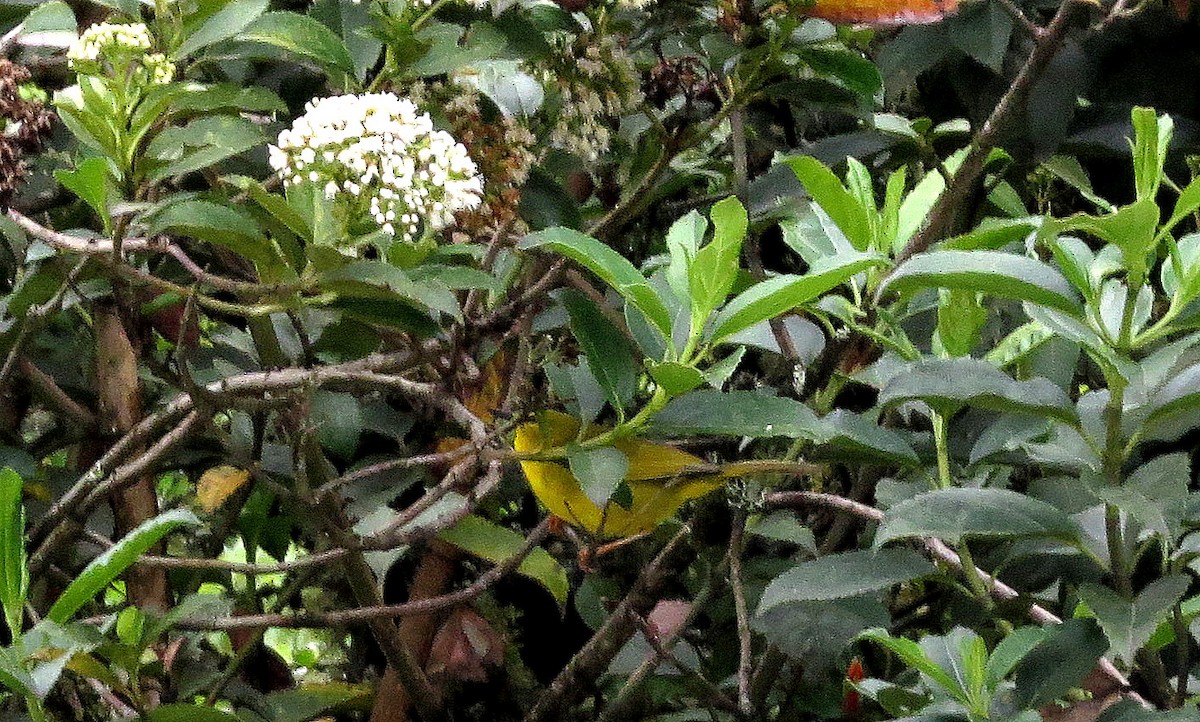 Black-crested Warbler - ML646356227