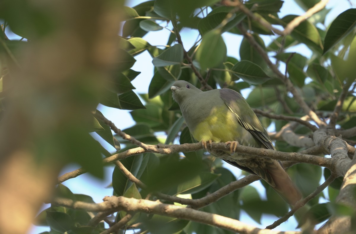 キバラアオバト - ML646356229