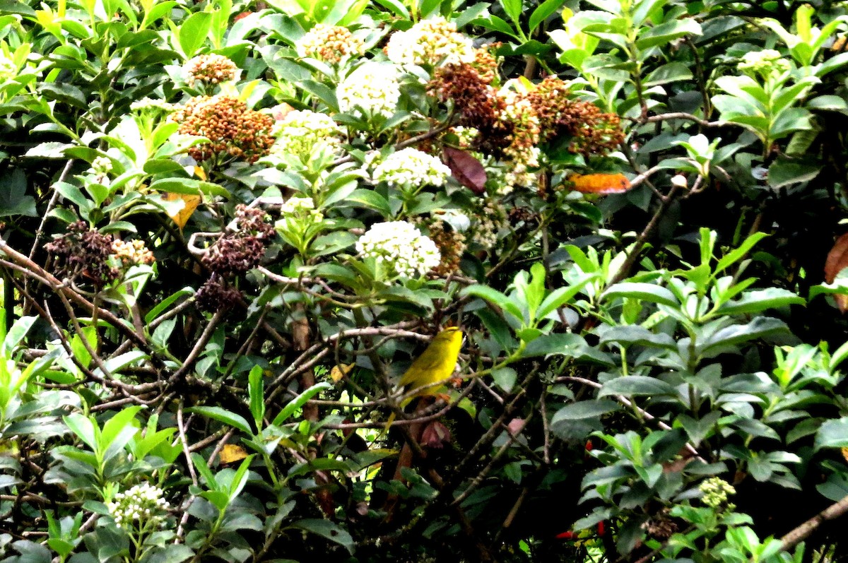 Black-crested Warbler - ML646356240