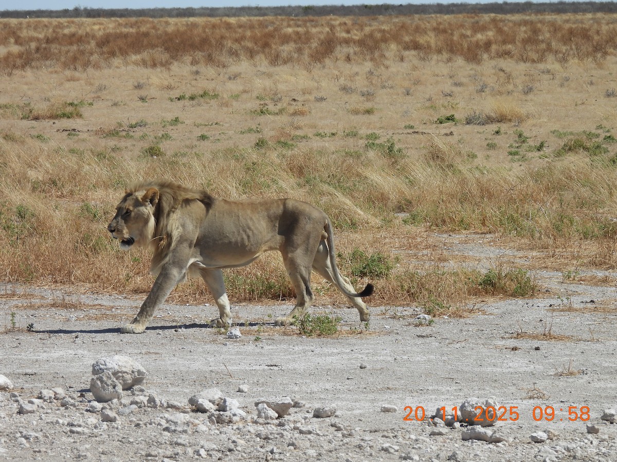 Animals - ML646356248