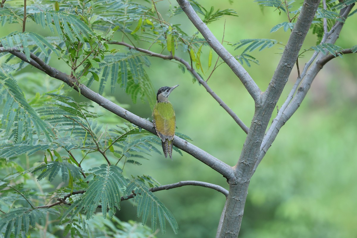 Pic cendré - ML646356250