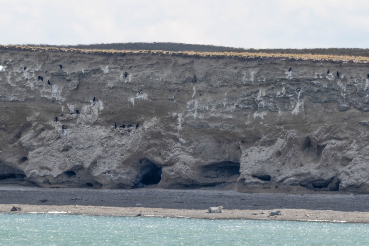 Magellanic Cormorant - ML646356256