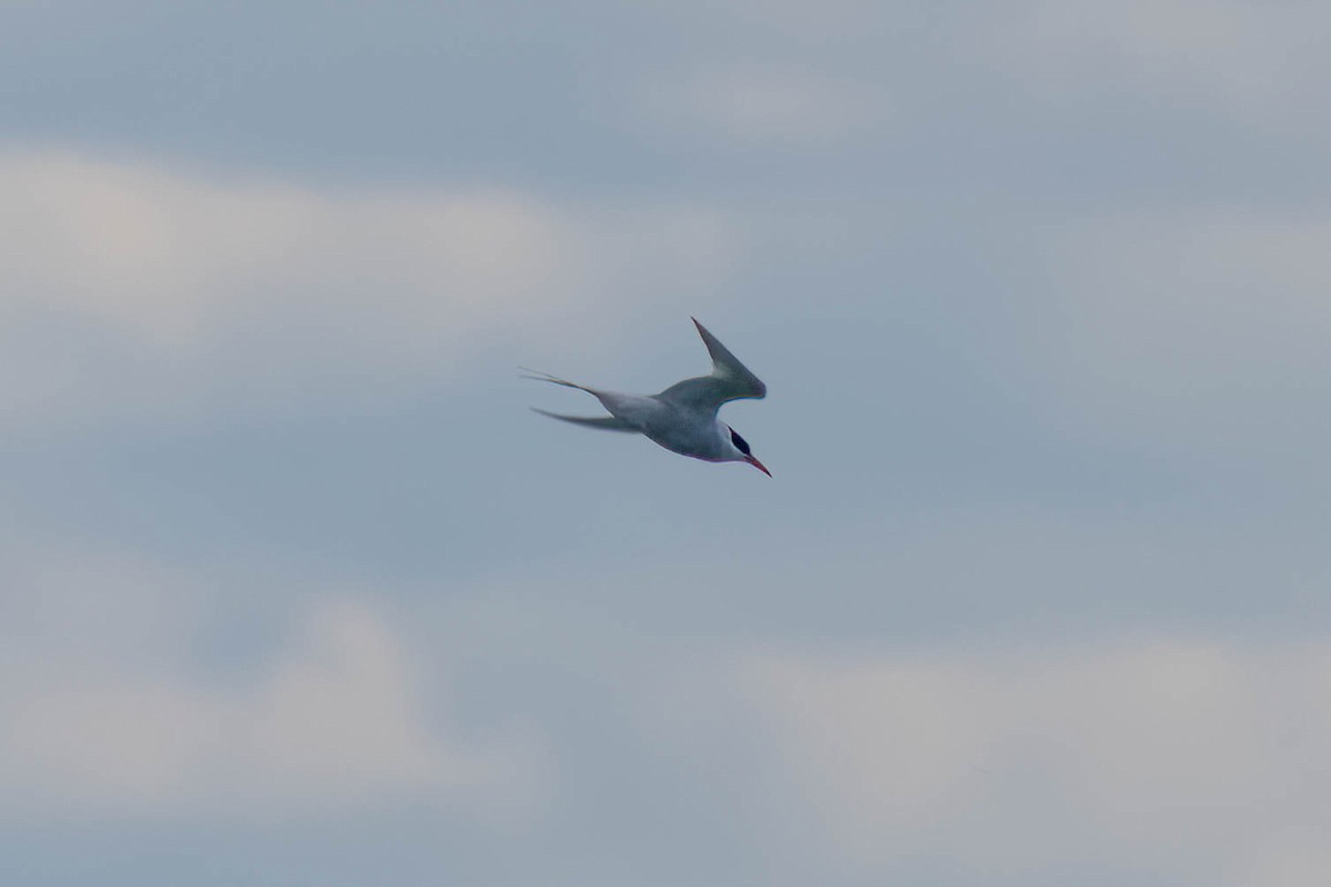 South American Tern - ML646356257