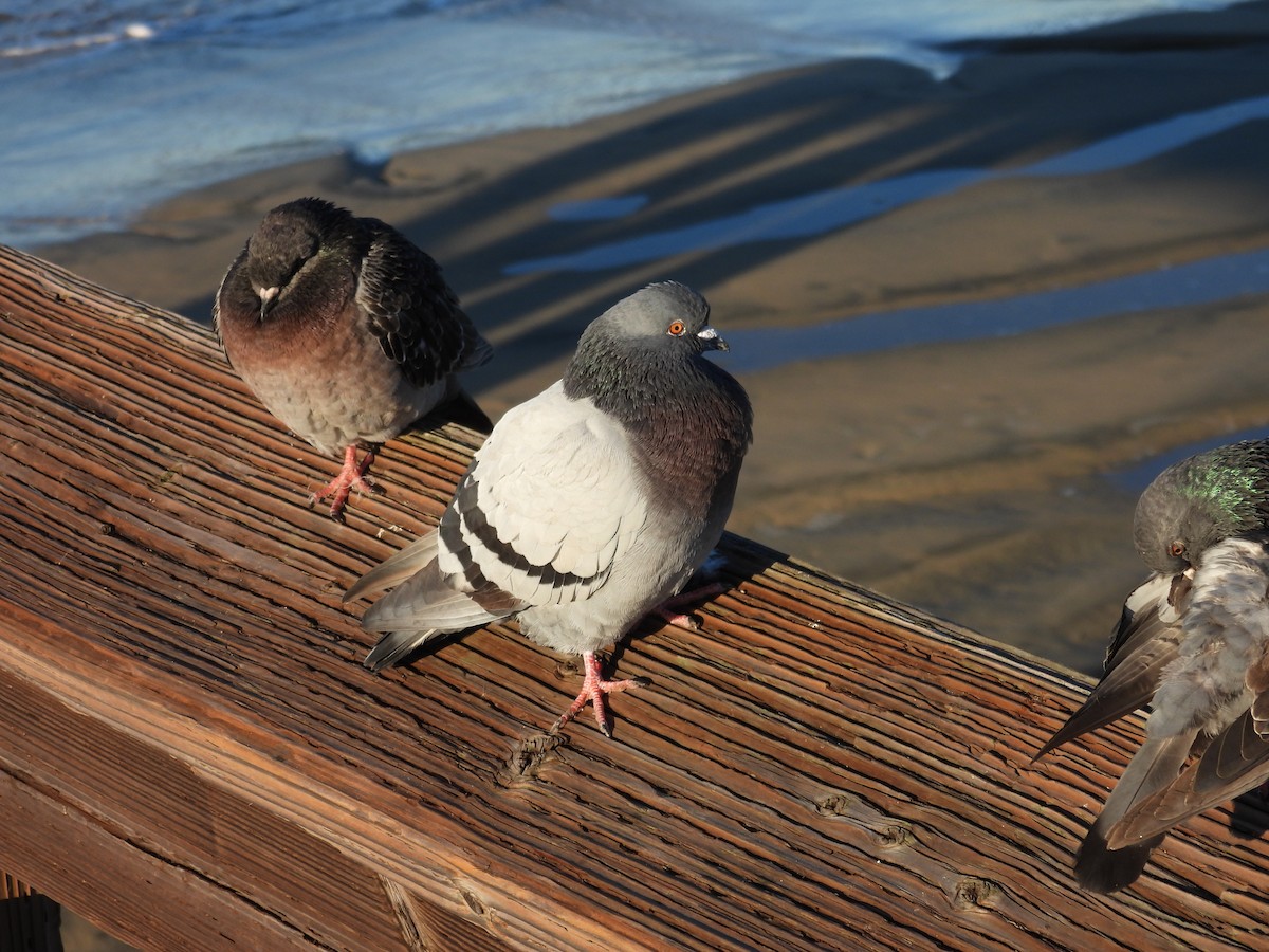 יונת בית - ML646356260