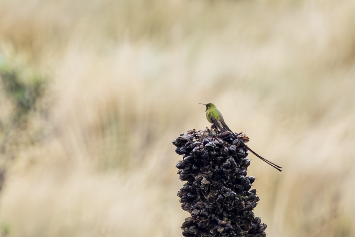 sylfa Viktoriina - ML646356263