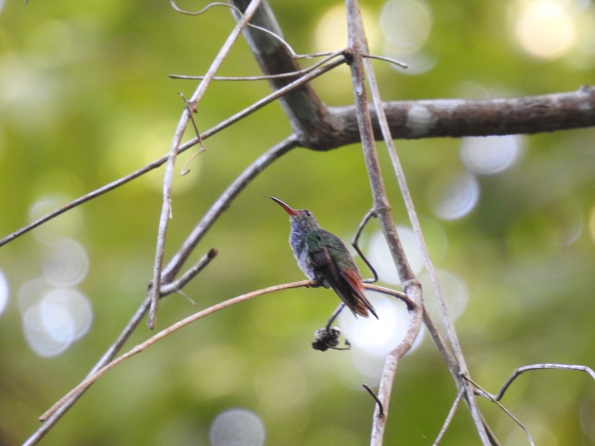 Rufous-tailed Hummingbird - ML646356264
