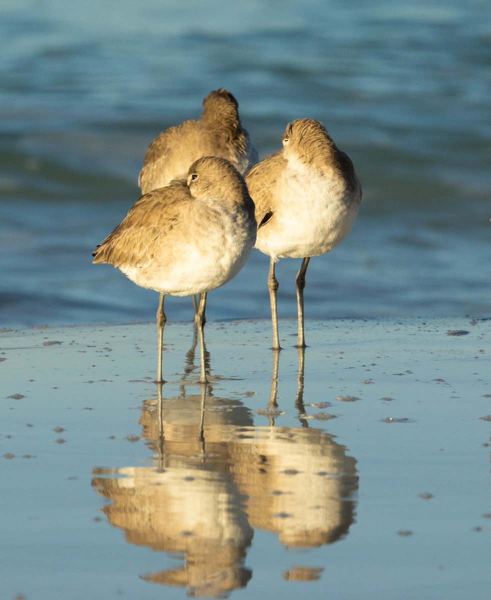 Willet - ML646356272