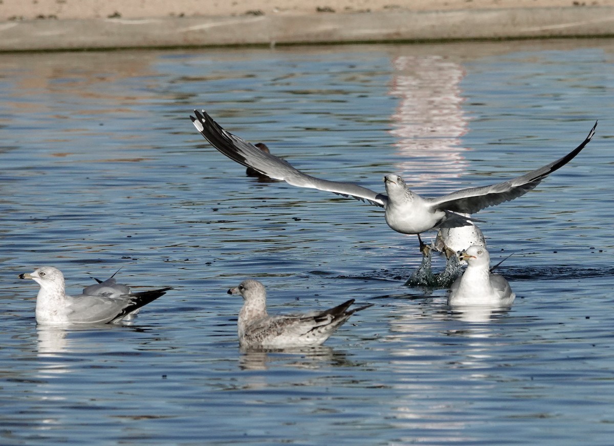 Ring-billed Gull - ML646356273