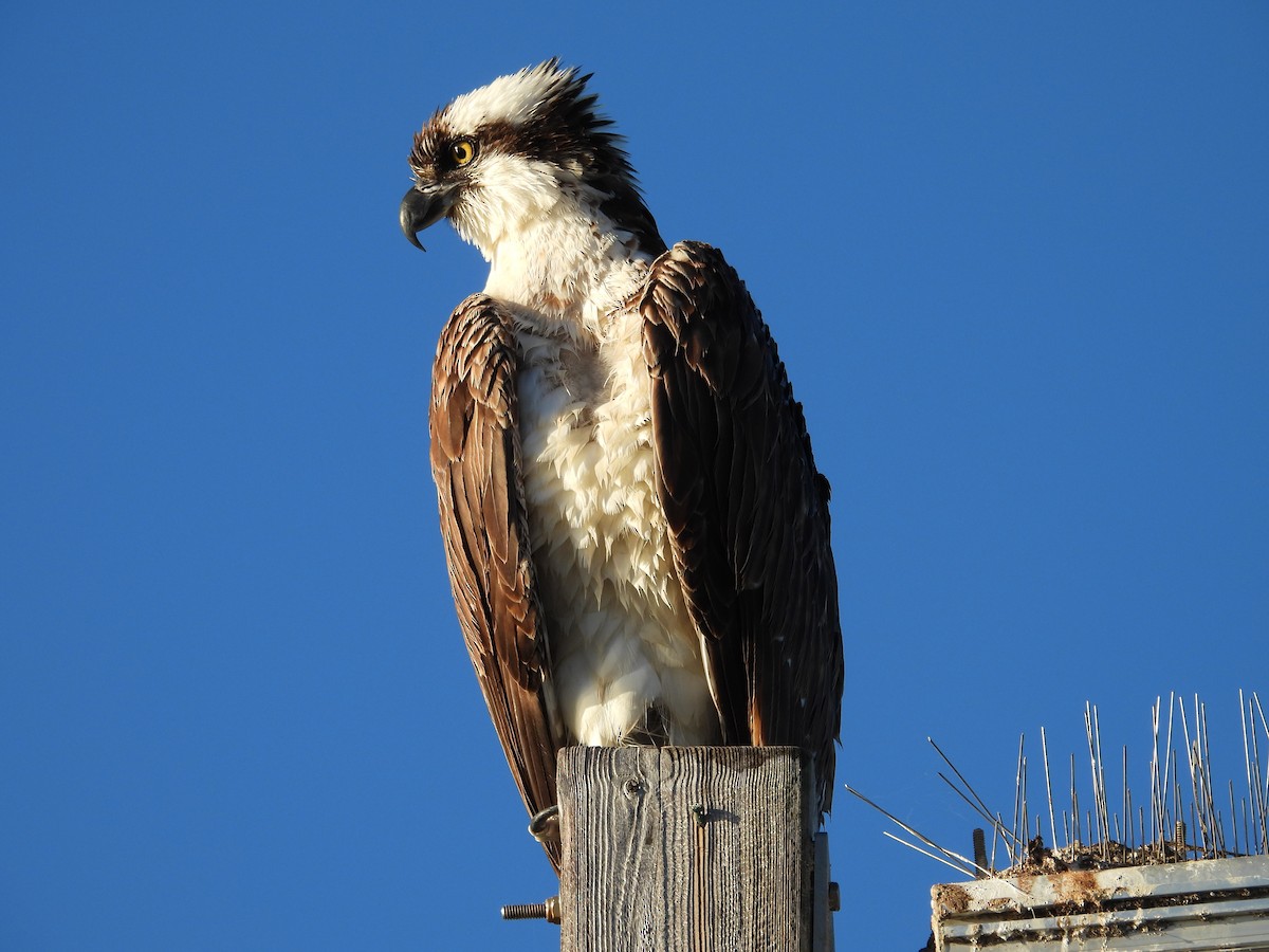 Osprey - ML646356278
