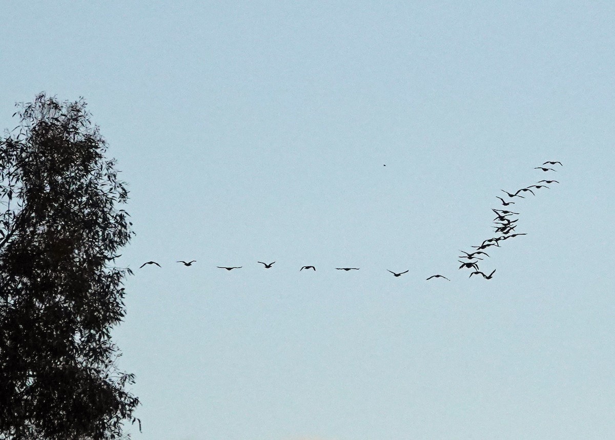 Double-crested Cormorant - ML646356282