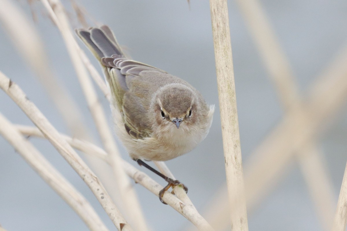 Common Chiffchaff (Siberian) - ML646356283