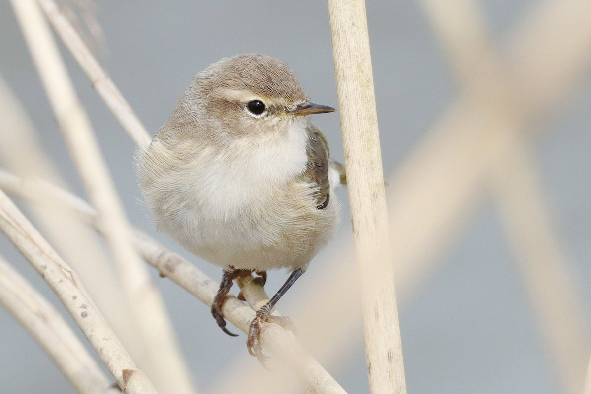 Common Chiffchaff (Siberian) - ML646356284