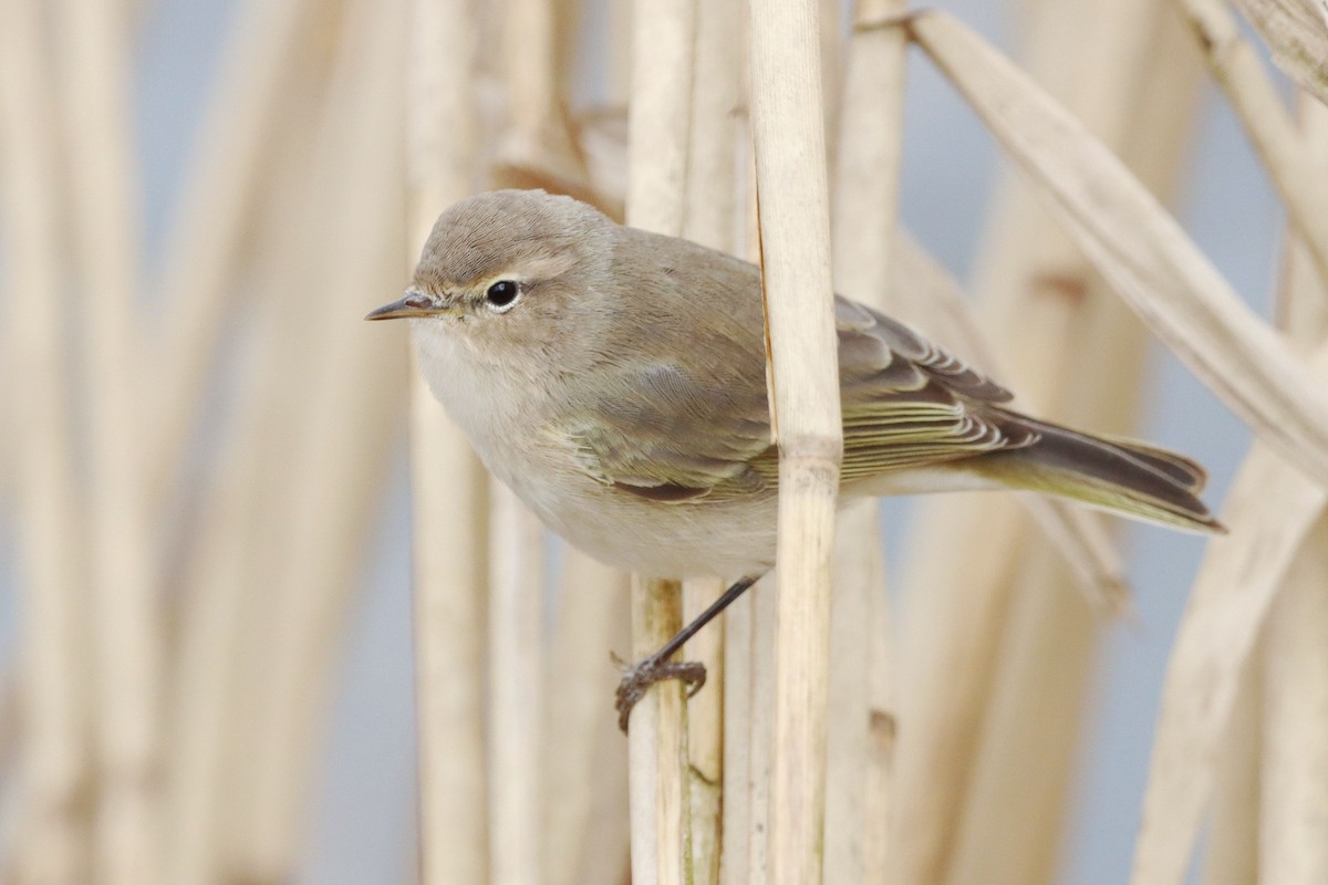 Common Chiffchaff (Siberian) - ML646356285