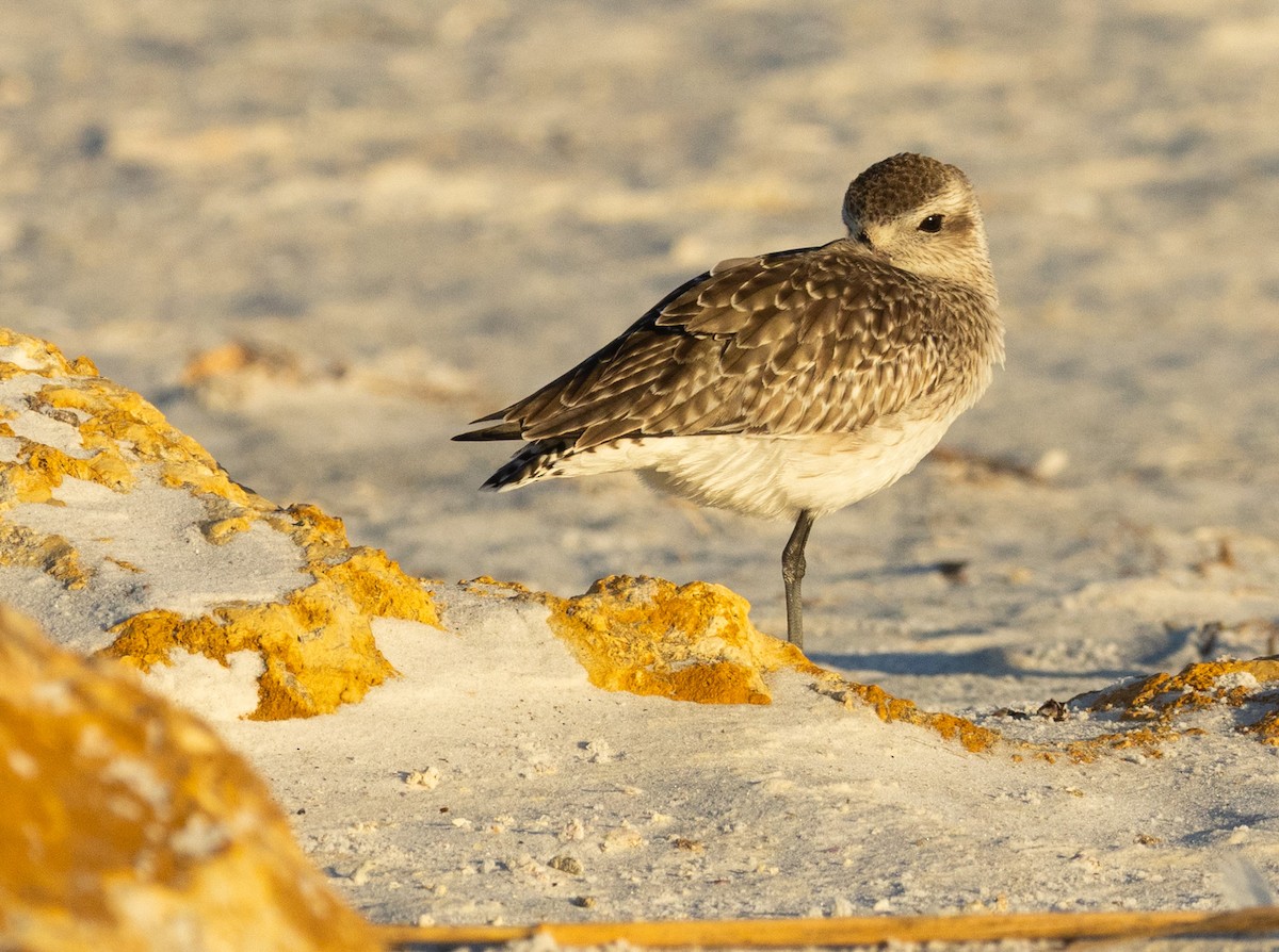 Black-bellied Plover - ML646356287
