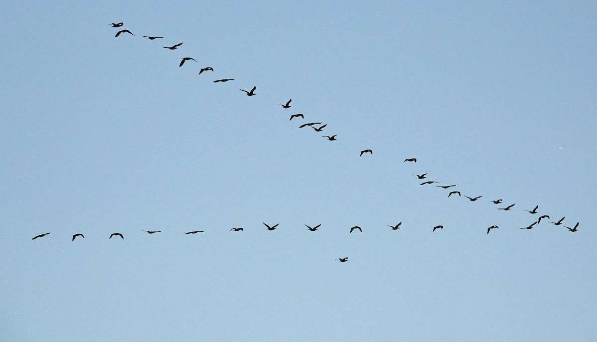 Double-crested Cormorant - ML646356288