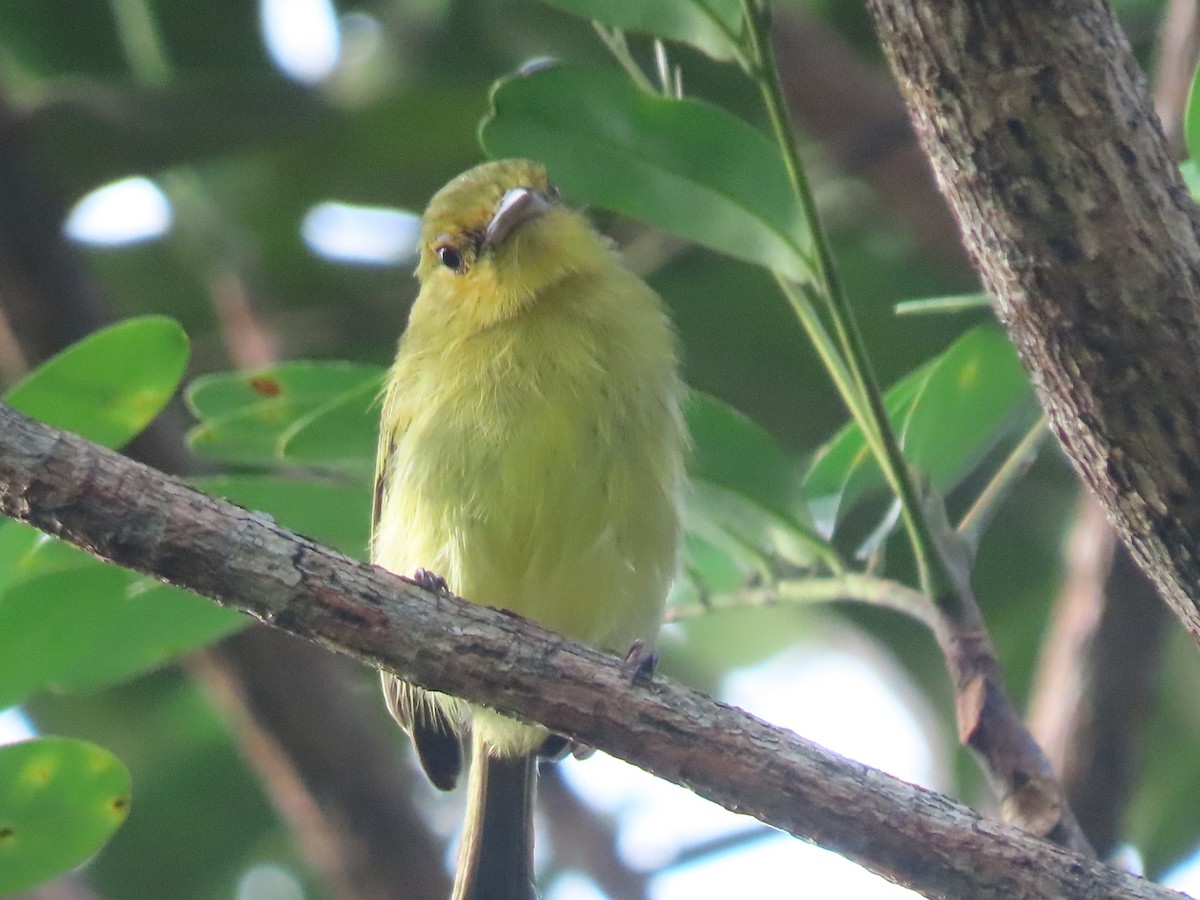 Ochre-lored Flatbill - ML646356289