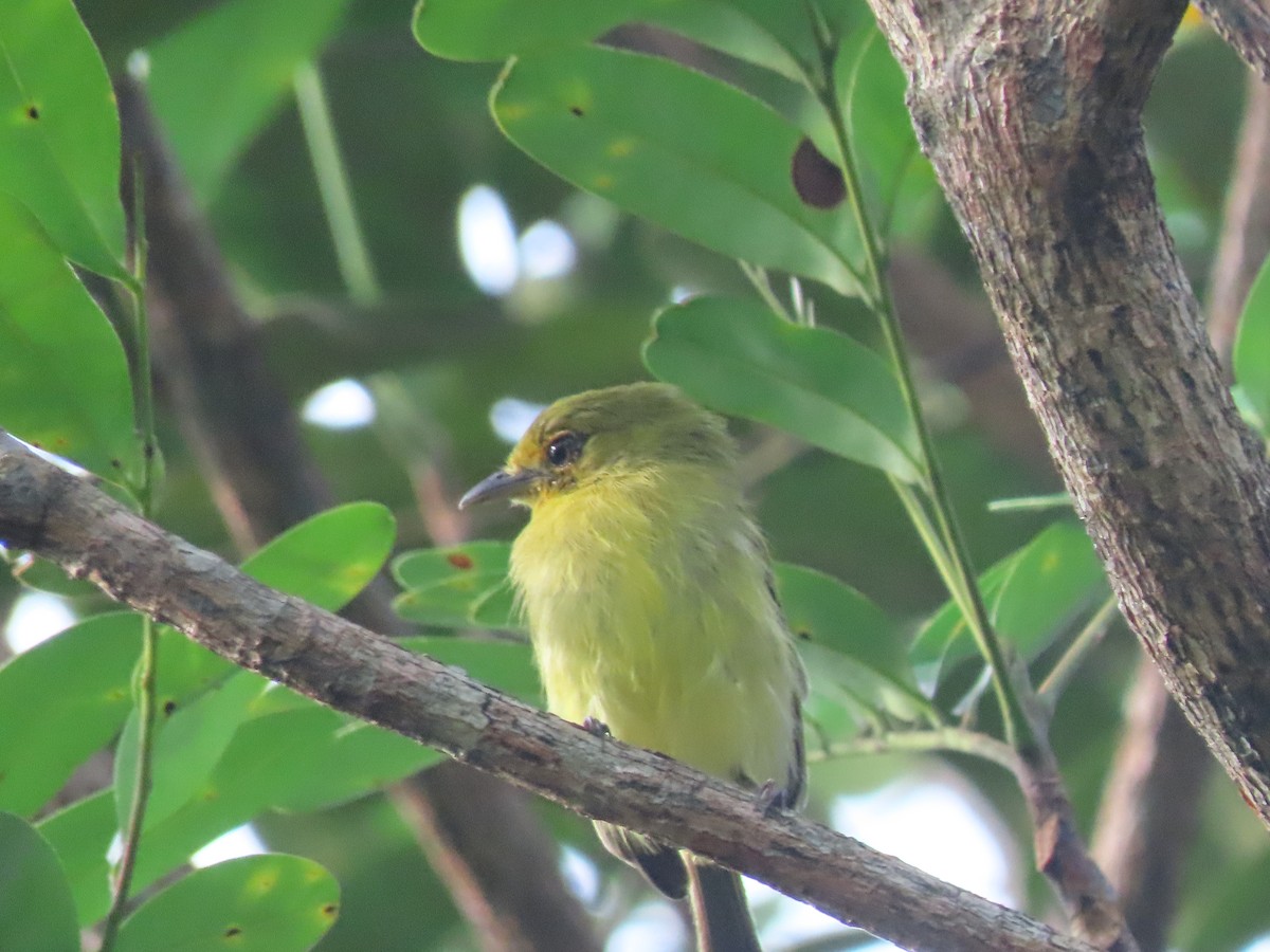 Ochre-lored Flatbill - ML646356290