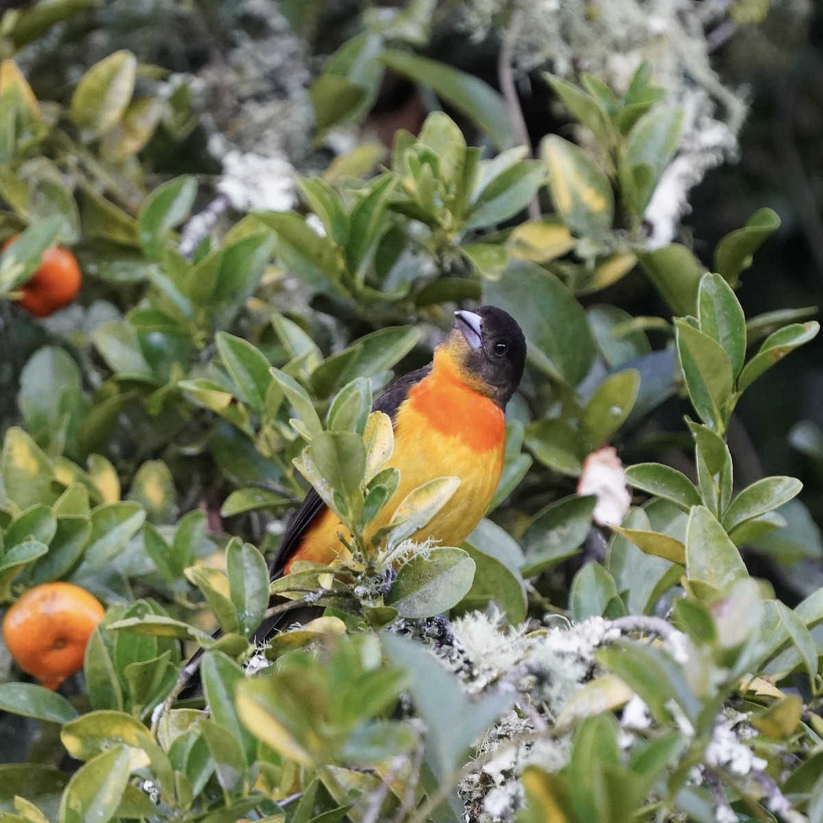 Flame-rumped Tanager - ML646356291
