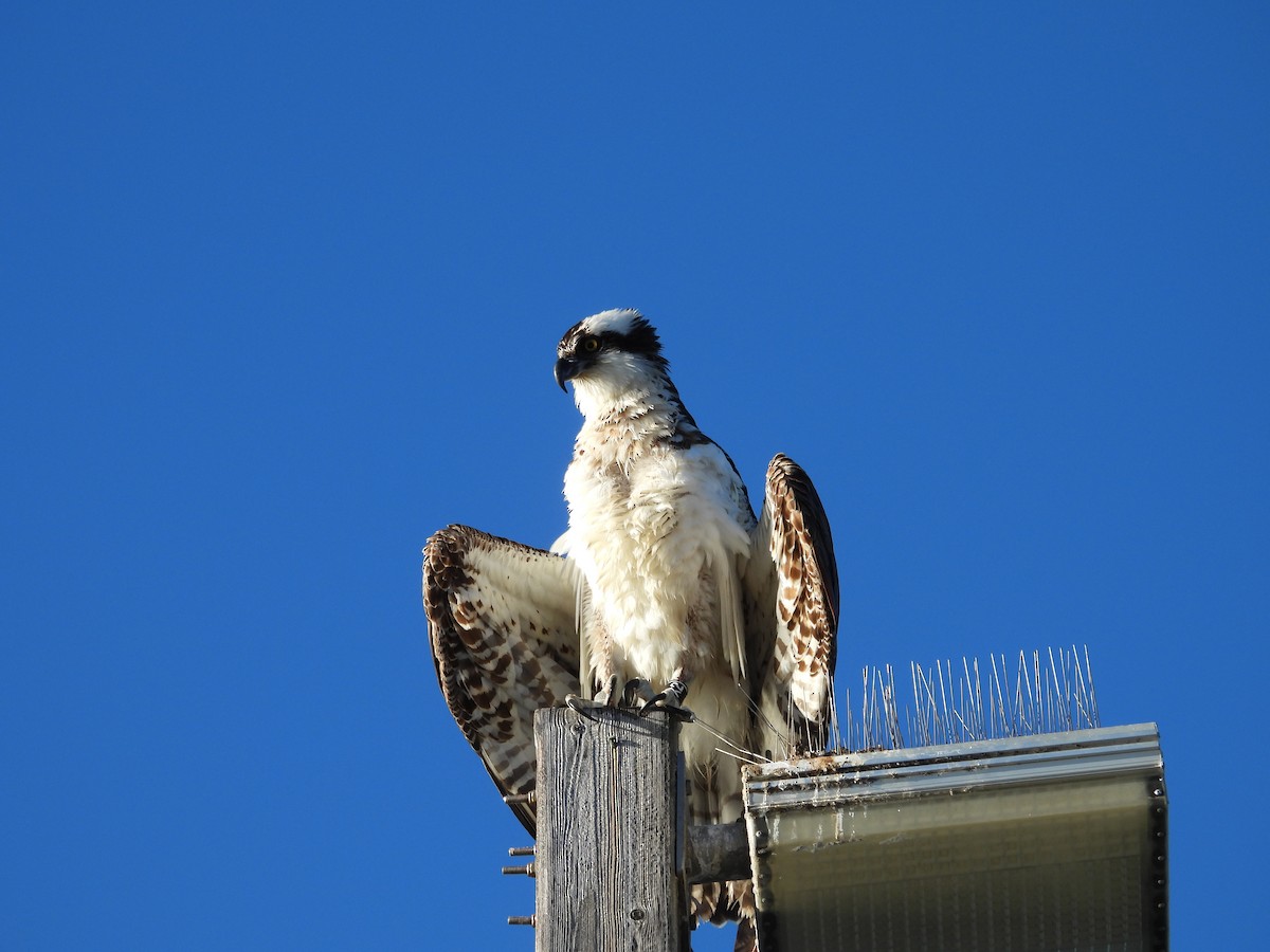 Osprey - ML646356292