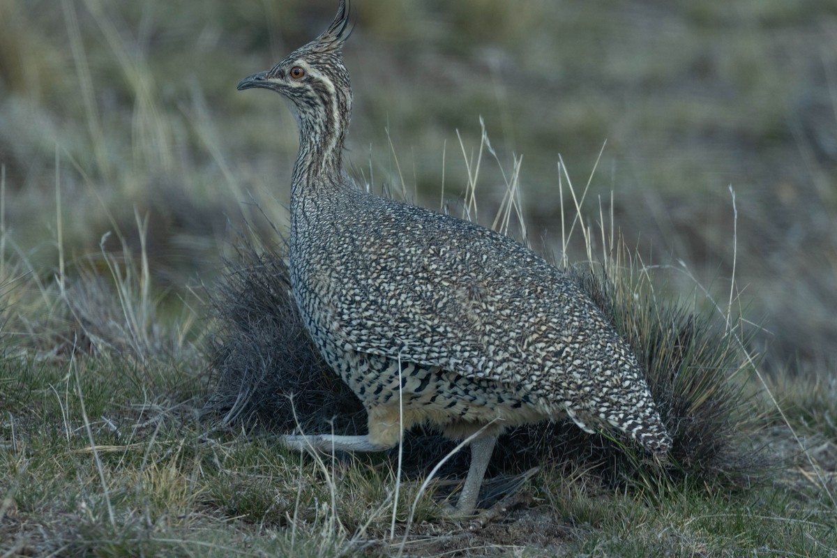 Elegant Crested-Tinamou - ML646356293