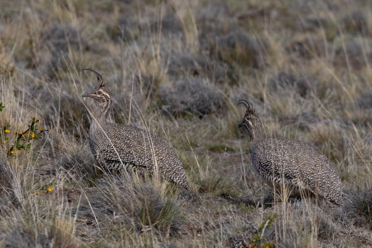 Elegant Crested-Tinamou - ML646356294
