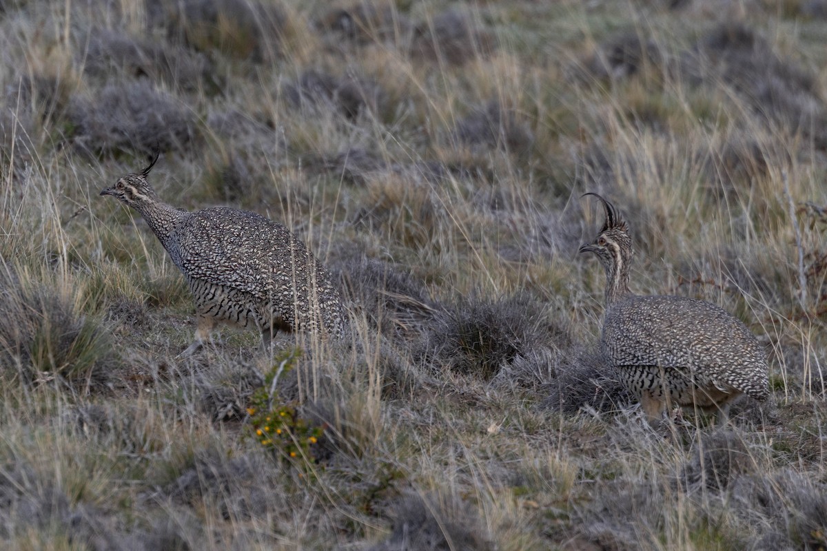 Elegant Crested-Tinamou - ML646356295