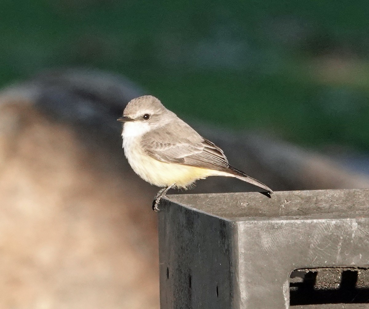 Vermilion Flycatcher - ML646356296