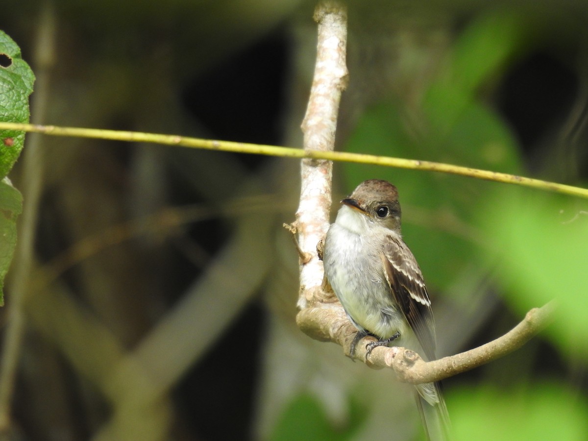 Northern Tropical Pewee - ML646356297