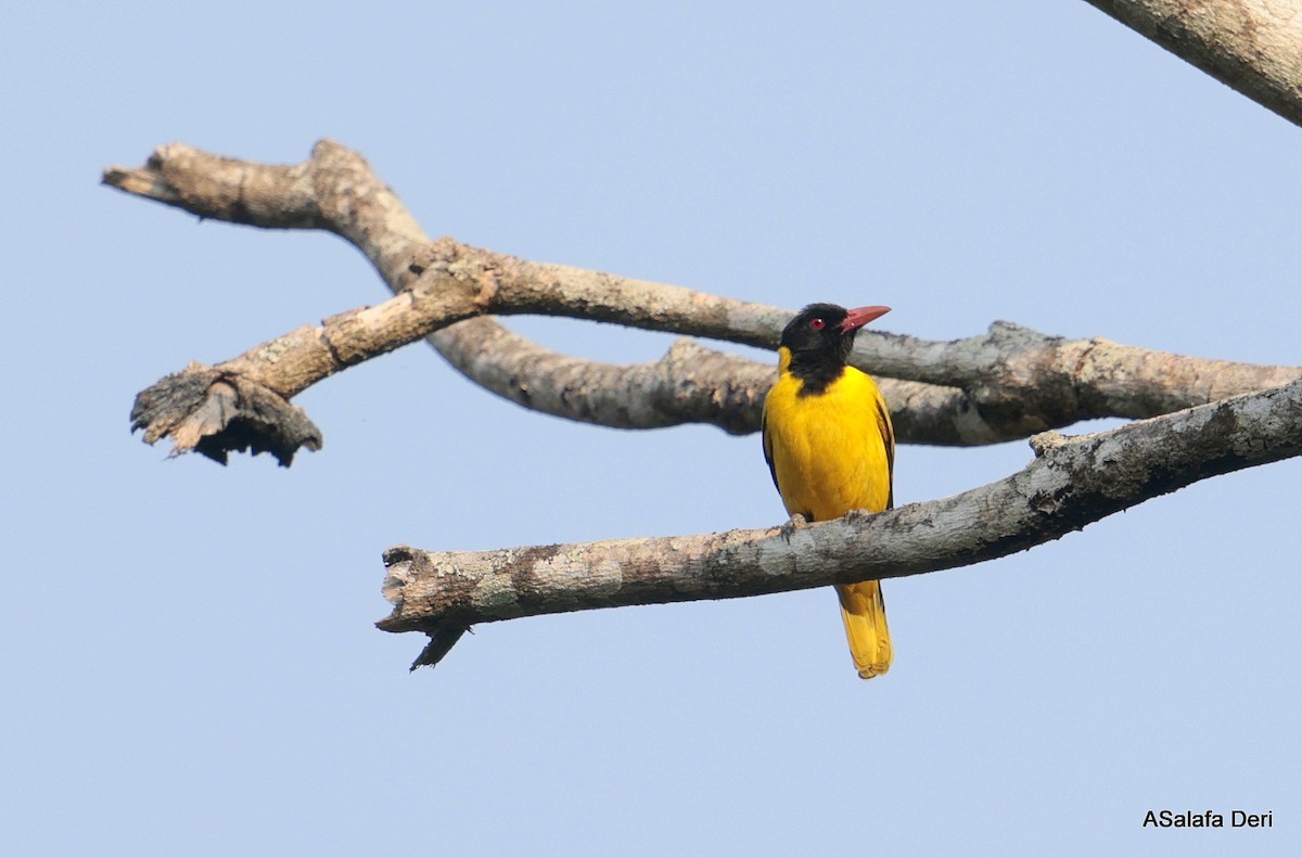 Black-winged Oriole - ML646356299