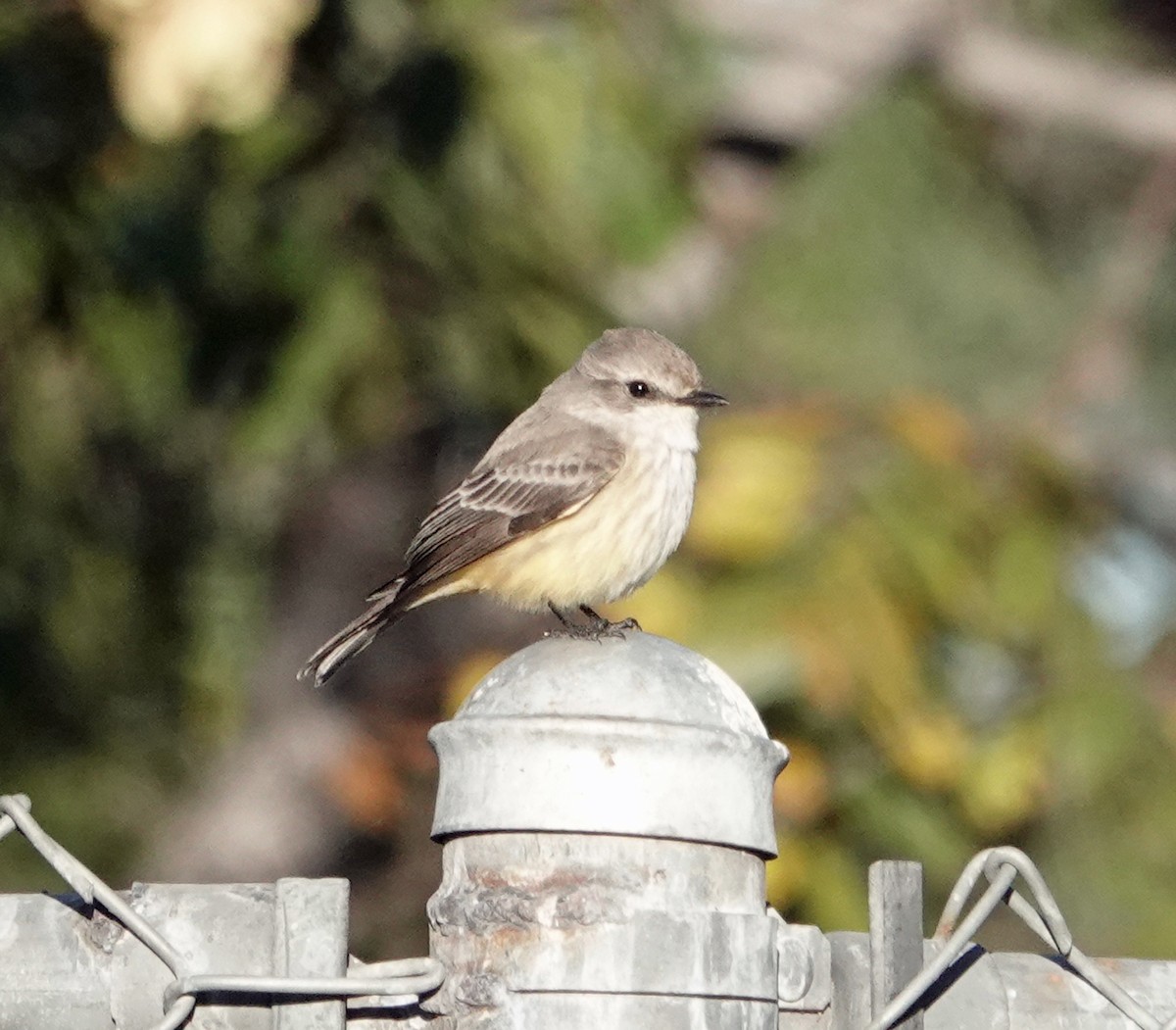 Vermilion Flycatcher - ML646356301