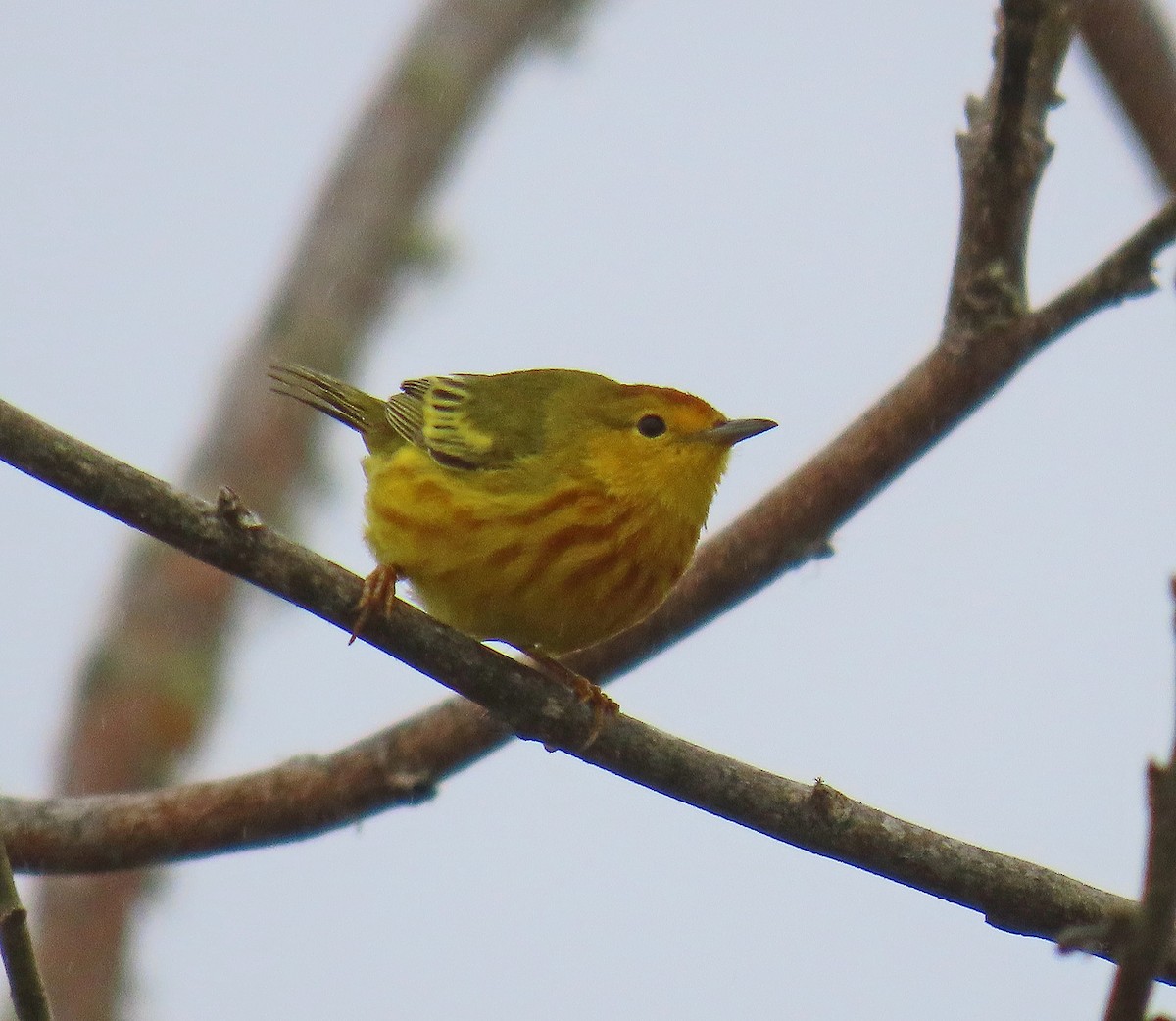 Mangrove Yellow Warbler - ML646356302