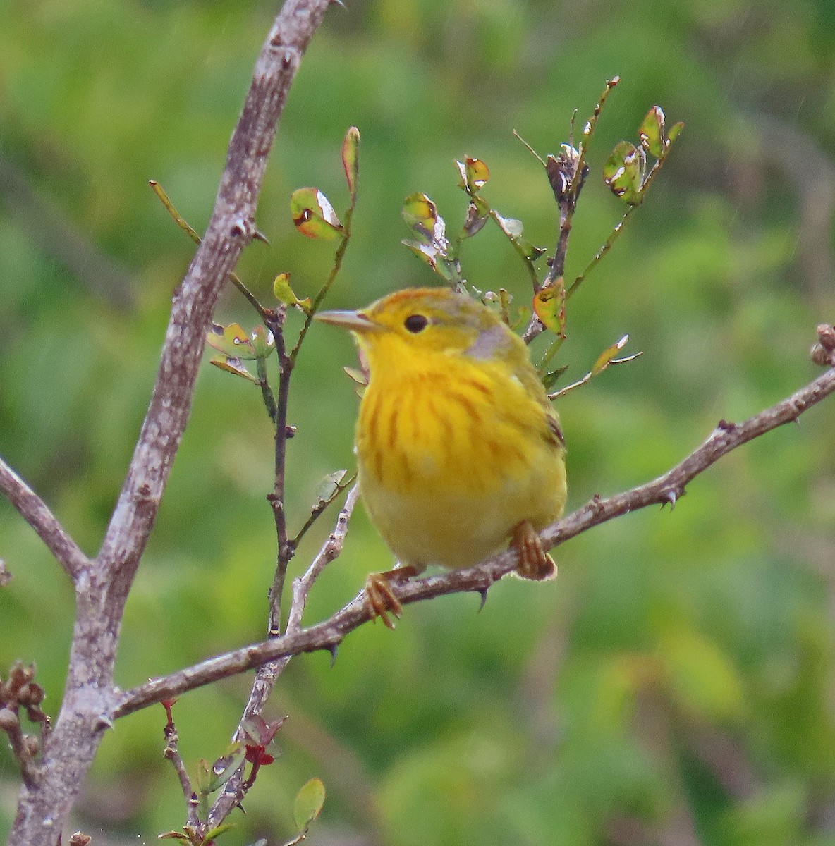Mangrove Yellow Warbler - ML646356303