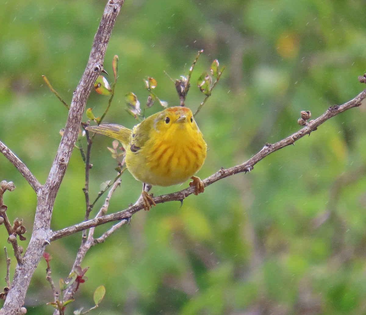 Mangrove Yellow Warbler - ML646356304