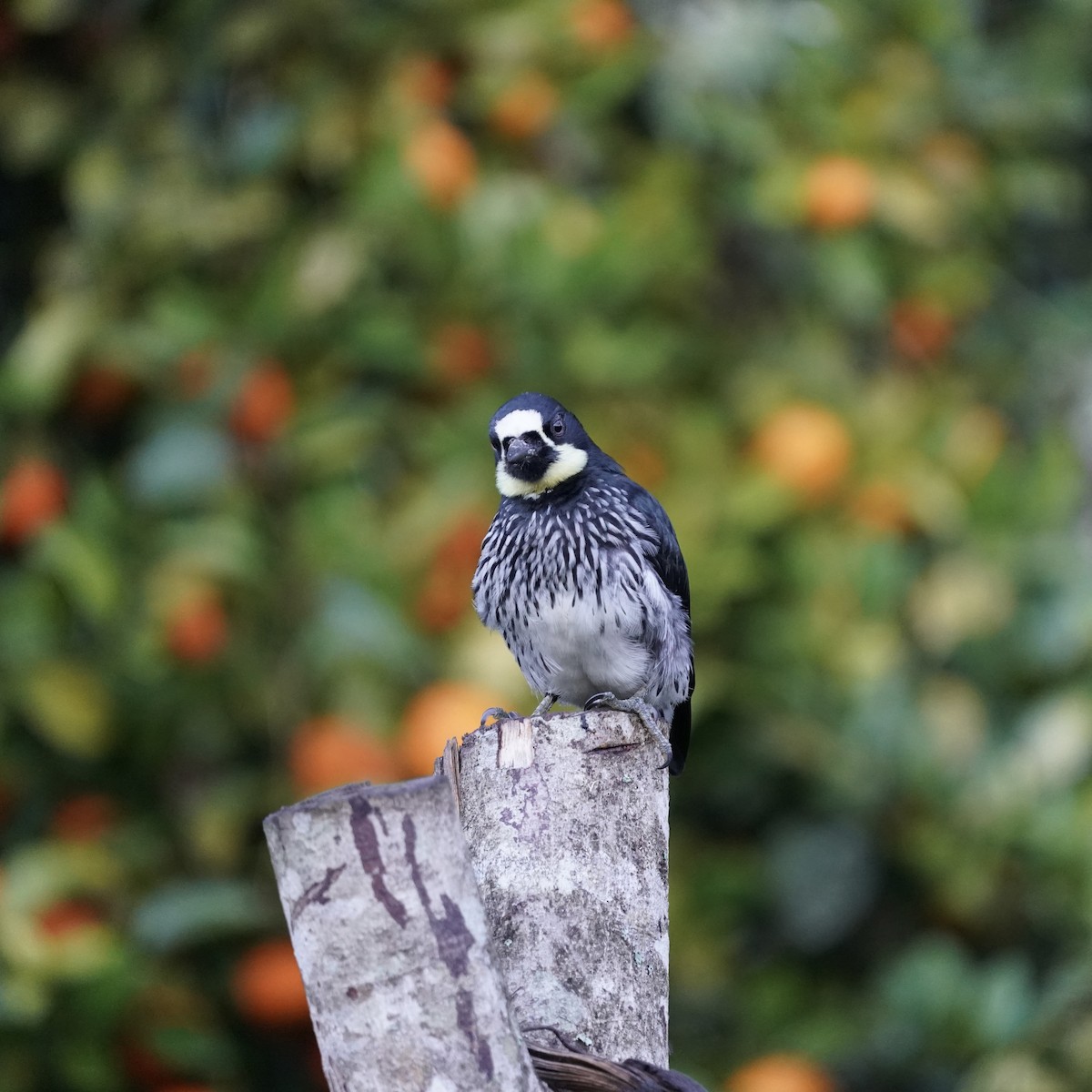 Acorn Woodpecker - ML646356305