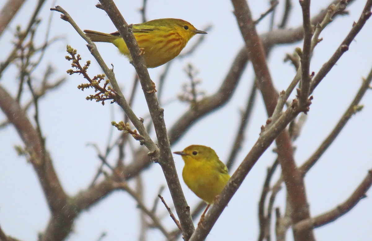 Mangrove Yellow Warbler - ML646356306