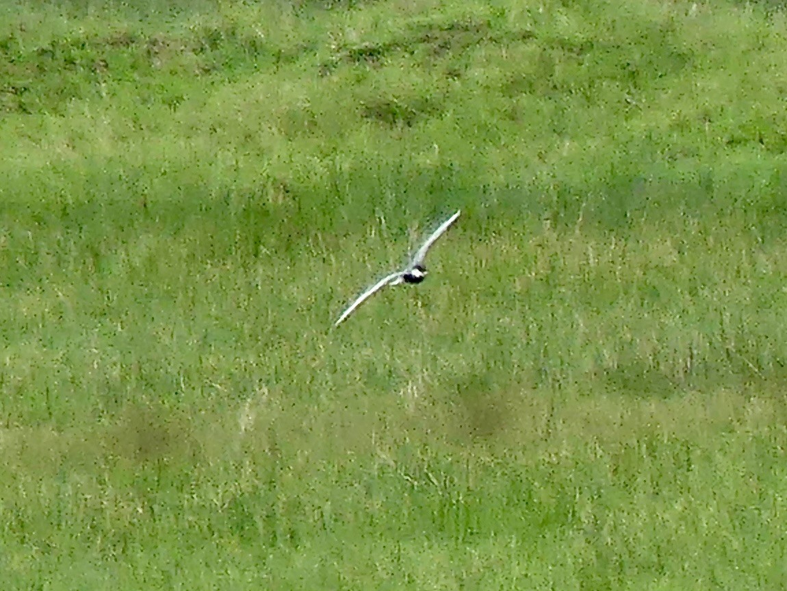 黑腹燕鷗 - ML646356309